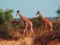 /album/galerie-de-photos-nature-technologie/screenhunter-47-jan-17-19-56-jpg/
